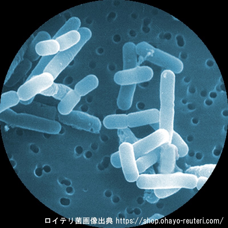 ロイテリ菌画像出典オハヨー
